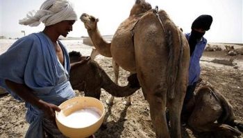Bebidas típicas de Mauritania